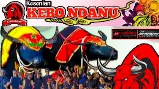 GEGER GEDEN !! KEBO NDANU NGAMUK DI SERANGAN  SUKOREJO@darmajichanel
