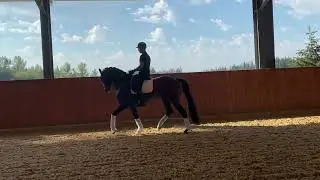 Hansa &mdash; 6 year old 3rd level gelding