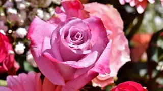 তুমি জষ্টি মুকুল গজল @Namajsikhun #flowergarden @IslamicTeacherOfficial786 @souravjvlogs 