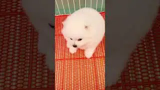 Cute Mini Funniest Animals - Best Of The 2025 Funny Animal Videos #95.4