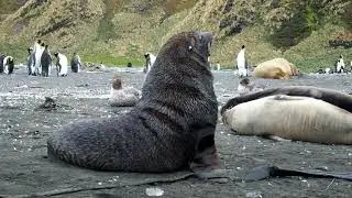 Gold Harbour, South Georgia - wildlife galore