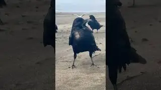 Ravens windy day Ovean Beach San Francisco