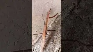 Phasmids Stick insects 😳 #shorts
