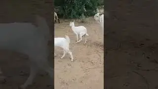 👉 &ldquo;Hasi Rok Paoge? 😂 | Sabse Funny Video 2025 🔥&rdquo;#SabseFunny#DailyFunnyDose#ComedyReels#LaughOutLoud