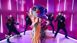 Pufferfish Performs 