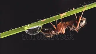 Ants drinking water video.