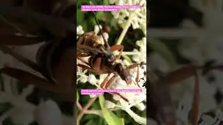 [A Bug's Life ASMR] The Four-banded Flower Longhorn Beetle's 