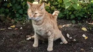 Cat digs  the soil and pooping