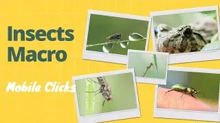 The bees are trapped in the spider's web