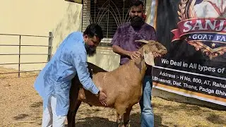 Heaviest But Palnewale Great Combo Goats At Sanjari Goat Farm MM Group | Big Gujri Bakre.