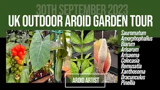 Aroid garden tour September 2023 - A final tour of the Aroid Garden as we prepare for winter.