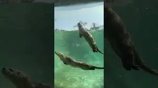 Nutrias marinas en Parque de las leyendas - Huachipa