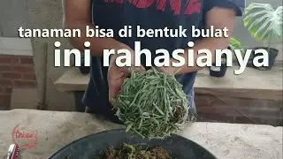 ini rahasia - tutorial membuat tanaman DISCIDIA rambat jadi bulat