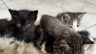 New Born Foster Kittens | Sweet New Born Kittens