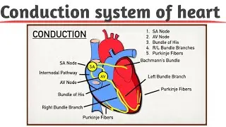 |Conduction system of heart|S.A. node,A.V node,Bundle of his and Purkinje fibre|