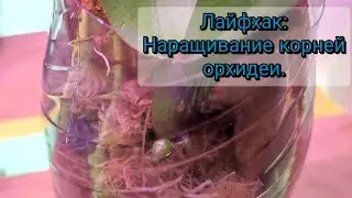 Лайфхак, наращиваем корни орхидеи.#обзор#2025#лайфхак#flowers#funny 
