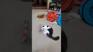 The Original KittyKickStix - 15