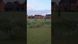Spaniel Returning Target during Gundog Training #gundogtraining #spaniel #shortvideo #shorts