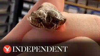 Incredibly rare two headed snake born at pet shop in Exeter