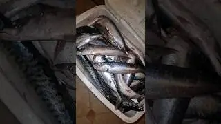 Just a few baits for them Bass 🎣                           #fishing #bass #mackerel #ukseafishing
