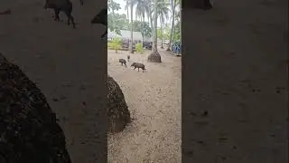 🤣 🐗 Wildschweine 🐗 auf der Isla Tortuga , Puntarenas. Costa Rica 11.11.25