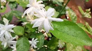 Madan Ban Flowers#Garden#Flowers#Jasmin#