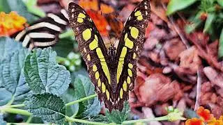 The Springs Preserve Butterfly Habitat (Fall 2025)