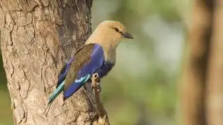 BLUE BELLIED ROLLER, Vaaleasinin&auml;rhi, Coracias cyanogaster, Gambia, Kotu, Marakissa, 2017,YTB