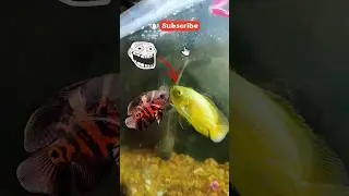 Dangerous fish #vlog #trending #share #subscribe #youtubeshorts #aquarium #fish #viral #shortsfeed