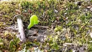 O Mundo Micro: Uma Lagarta em Seu Habitat Perfeito!🐛  #garden #lagarta #insects ​#naturephotography 