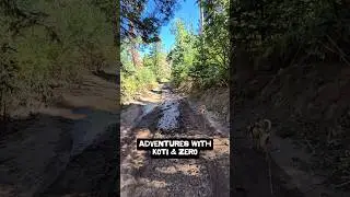 On this hiking adventure Koti the rescue dog & I navigated some mud