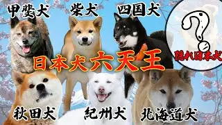 サクッと分かる日本犬 日本犬じゃなかった意外な犬とは…