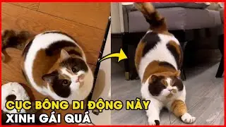 Gặp gỡ nàng mèo: Đã xinh đẹp, mũm mĩm lại còn biết làm giá đỡ điện thoại cho Sen! 🐈
