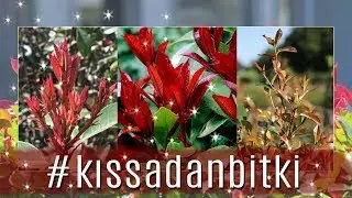 Photinia Fraseri ''Red Robin'' - Alev Ağacı #kıssadanbitki