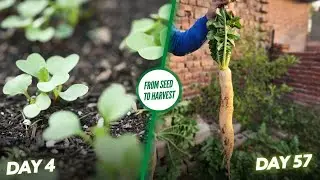 This Is How Easy It Is To Grow Huge Radishes From Seeds