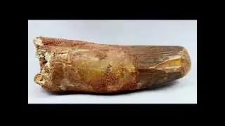 Huge Carnivorous Dinosaur Tooth | Spinosaurus aegyptiacus | Fossil Dinosaur Tooth for Sale