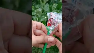 Madhur Rose Pop Lollipops ASMR #shorts #asmr #lollipop #madhur