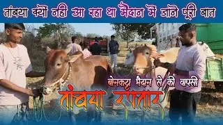 तांबया रफ्तार/बोनकट्टा पट प्रतियोगिता 
