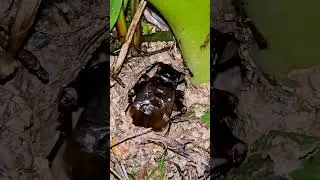 Crickets Chirping at Night - 10 Hours of Relaxing Nature Sounds