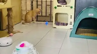 My cat Lion&rsquo;s confused reaction to automatic rolling balls 😹