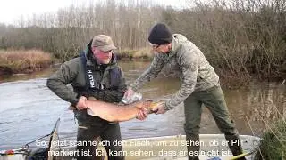 Komm mit zum Elektrofischen im Fluss Skjern Å