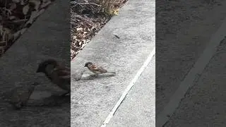 Bird VS Dragonfly Fight For Survival #birdfight #nature #dragonfly #wildlife #birdwatching