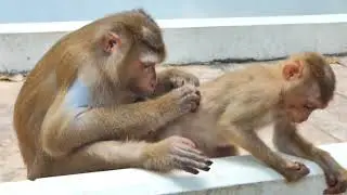 Pitiful baby monkey cries and walk two legs looking for her mother a long time |She scared & hungry
