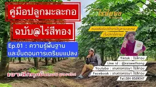 คู่มือปลูกมะละกอฉบับไร่สีทอง Ep.01 |ความรู้พื้นฐานและการเตรียมแปลง |เจาะลึกทุกขั้นตอน! ของจริง