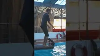 Spring Board 1 meter  | Platform Diving  #aquaticsports #springboard #platformdiving
