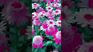 Nature wonderful flowers #chrysanthemum #ytshortsvideo