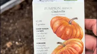 Easy to grow - direct sowing cinderella pumpkin and winter squash!