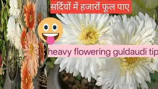 Gardeningtips सर्दियों में गुलदाउदी में आएंगे हजारों फूल अपनाये टिप्स 🥀