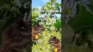 QUICK INFO WHY ENGLISH IVY IS FAMOUS AND MOST WANTED AS HOUSEPLANT.
