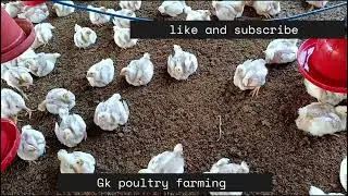 19days#Body weight#kya hona chahiye #suguna#gk poultry farming #poultry_business